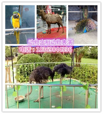 哪里有羊驼出租羊驼租赁_供应信息_金农网