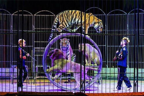 十国皇家马戏团全球巡演漯河站春节空降花桂庄园