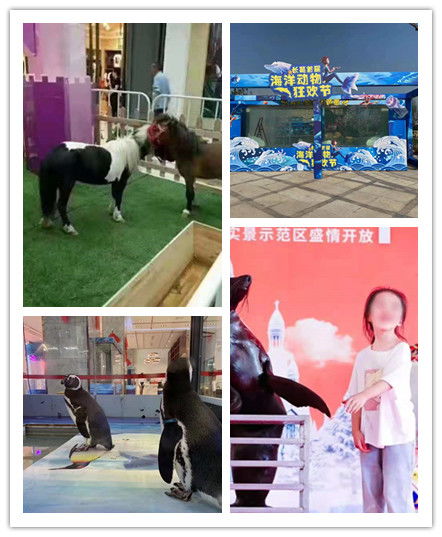 广东潮州市马戏团表演出租