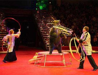 蚌埠市马戏团表演-出租海狮-出租企鹅_志趣网