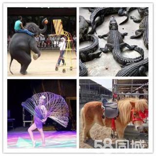 皇家大马戏团杂技表演出租 动物表演 骑乘马羊驼展览出租