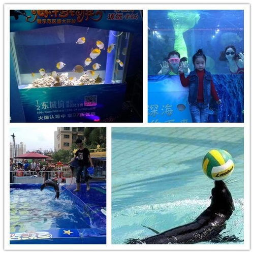 抚州马戏团表演海狮表演出租