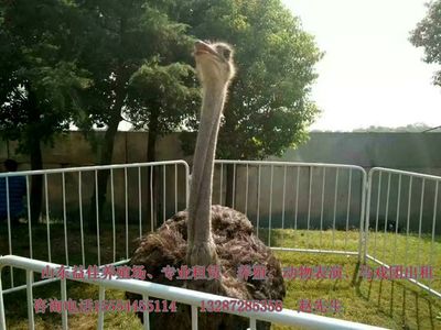 西安哪里可以出租经典马戏团表演