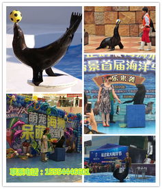 马戏团表演出租租赁海狮表演出租u长沙市