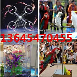 新疆阜康专业出租动物表演租赁公司出租动物动物表演