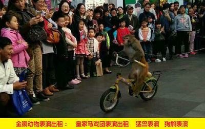 黄石市马戏团表演出租 人员杂技表演动物展览