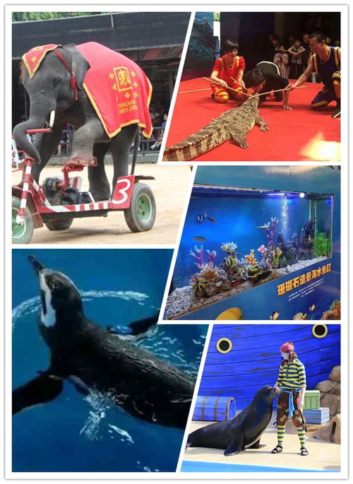 吉安企鹅表演出租一场价格多少钱