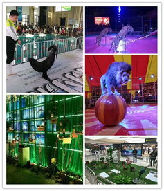 建阳市本地美人鱼表演出租租赁商家青睐