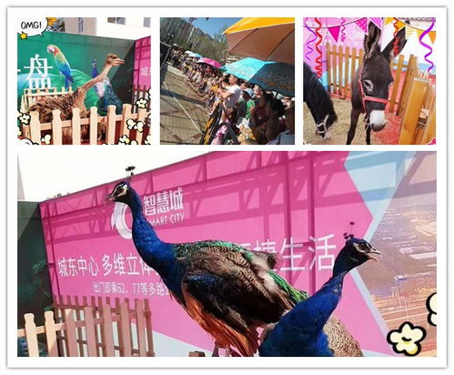 观赏羊驼出租通化