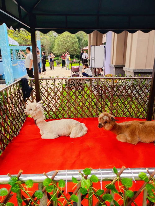 驯鹿出租驯鹿展览驯鹿租赁价格