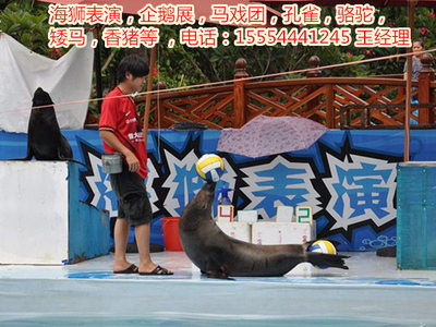 租赁海狮表演、马戏团表演、-嘉兴市