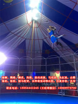 马戏团猴子表演出租-平凉