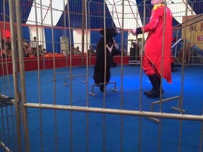 大型马戏团表演租赁环球飞车公司节目表演出租马戏团价 马戏团表演出租