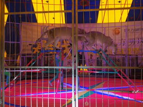 湖北马戏表演出租合作步骤流程