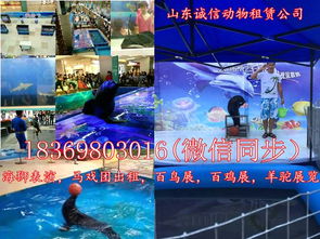 深圳出租环球飞车表演