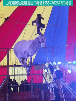 合山市海狮表演出租马戏团表演出租鹦鹉表演出租