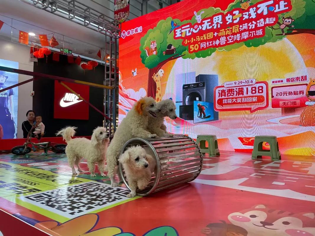 动物出租#马戏团表演出租#海狮表演出租#羊驼出