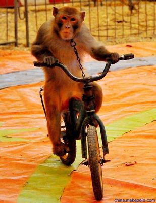 马戏艺术节马戏团表演马戏团商演出租用