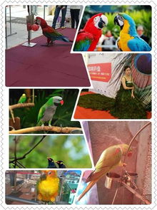 奉化市周边马戏团表演出租让您捧腹大笑