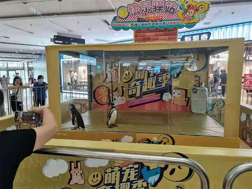 晋城哪里有租赁企鹅表演 吕梁企鹅展览租赁公司暖场氛围