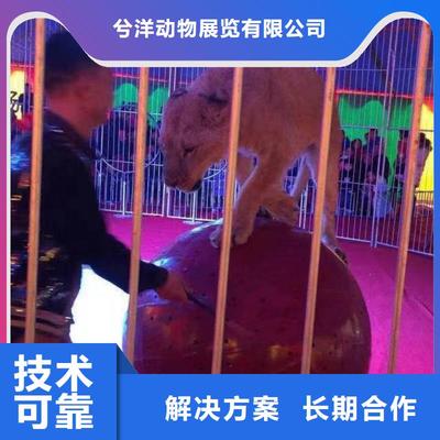 马戏团/羊驼美人鱼表演出租欢迎合作