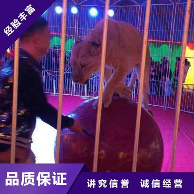 【马戏团/羊驼-马戏团表演出租租赁高性价比】