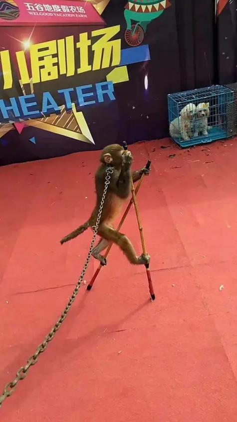 孝感杂技专场出租 #荆州马戏团表演出