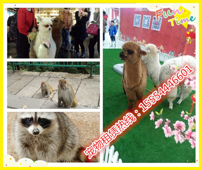澳洲进口羊驼、矮马哪里有卖的、武穴市_动物表演出租_马戏团动物表演_羊驼租赁_山东金鹏珍禽养殖场 - 商国互联网
