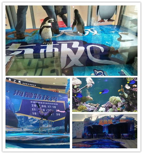 梧州杂技表演马戏团表演对外出租