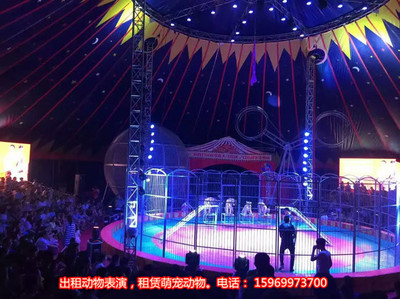 马戏团表演出租节目,景点租赁小马戏