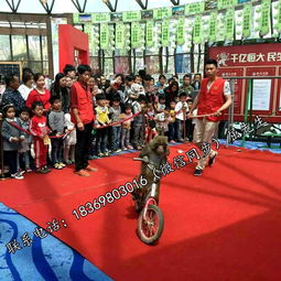 百鸟展与冰雕展租赁服务：鹦鹉表演及冰雕展出的专业租借指南