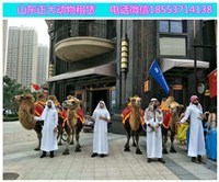 保定小动物表演出租 打造萌宠与海洋动物的精彩盛宴