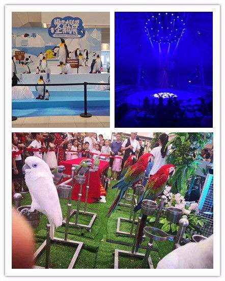 清镇市马戏团表演出租与周边合作指南