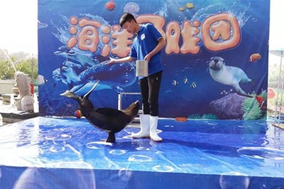 大冶市极地小可爱企鹅海狮拜年出租 马戏团租赁服务点亮佳节氛围