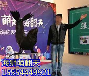 银川鹦鹉表演与马戏团表演租赁服务指南