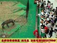 马戏团表演出租、狮虎表演及冰雕展出租赁全方位指南