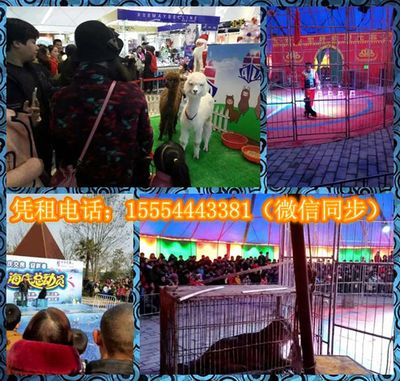 环球飞车表演与冰雕展出租赁服务在湖北宜昌远安及山东地区的应用与发展