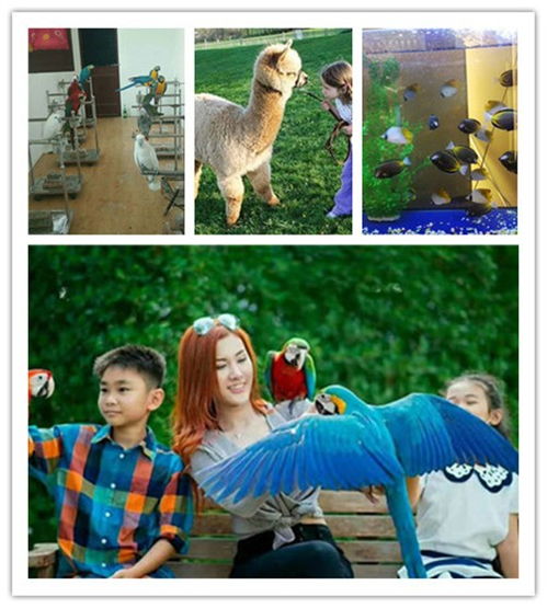 海南省海洋生物鱼缸展与马戏团动物租赁服务指南