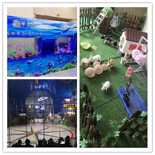 合作市鳄鱼表演出租现场人气爆棚，马戏团新增猴子、狮子、老虎、山羊演出租赁