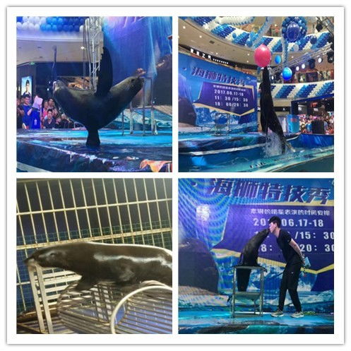 阜阳市出租萌宠与冰雕展览 当地特色娱乐新选择