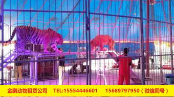 专业出租马戏团表演与冰雕展出租赁服务