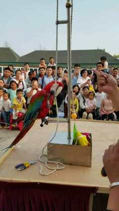 常德市海洋生物鱼缸展与马戏团出租服务