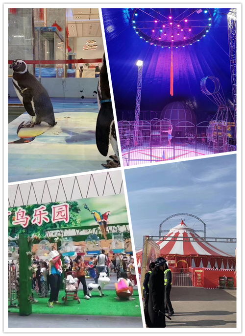 提前预定楚雄市海狮表演出租与马戏团表演合作指南