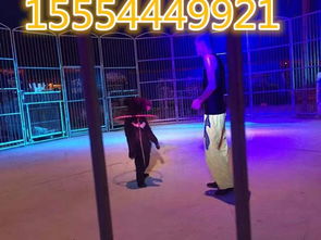 阳西县羊驼与冰雕展览租赁合作全攻略