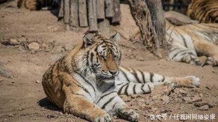 养虎为患 马戏团无资质饲养老虎酿悲剧