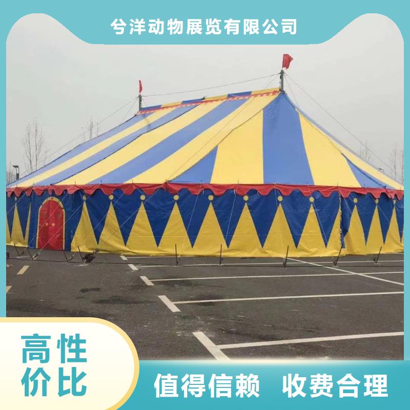 闪耀舞台的明星 高品质马戏团羊驼与海狮表演租赁