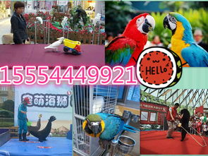 宁强县专业海狮表演、海洋生物展及冰雕展出租赁服务详情