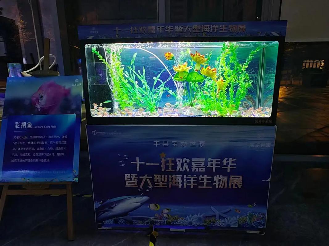 专业动物出租服务 马戏团表演、海狮与羊驼租赁解决方案