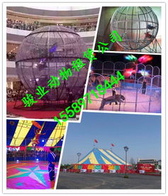 阿坝飞行动物马戏团表演与冰雕展出的专业租赁指南