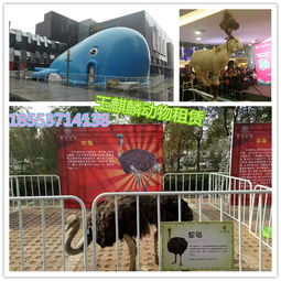 张家界市动物租赁马戏团 艺术表演与动物福利的平衡探索